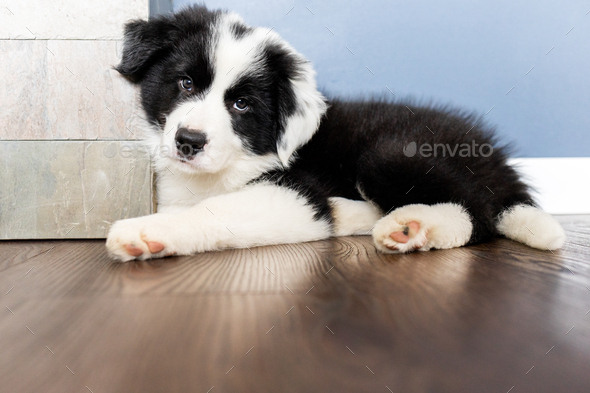 Puppy dog Border Collie at home playing with toys Stock Photo by  leszekglasner