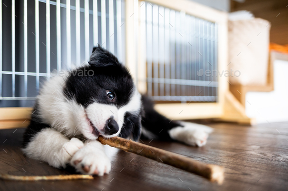 Puppy dog Border Collie at home playing with toys Stock Photo by  leszekglasner