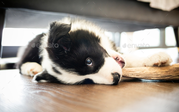 https://s3.envato.com/files/365937377/Funny%20shot%20of%20puppy%20Border%20Collie%20dog%20biting%20stick%20at%20home.jpg