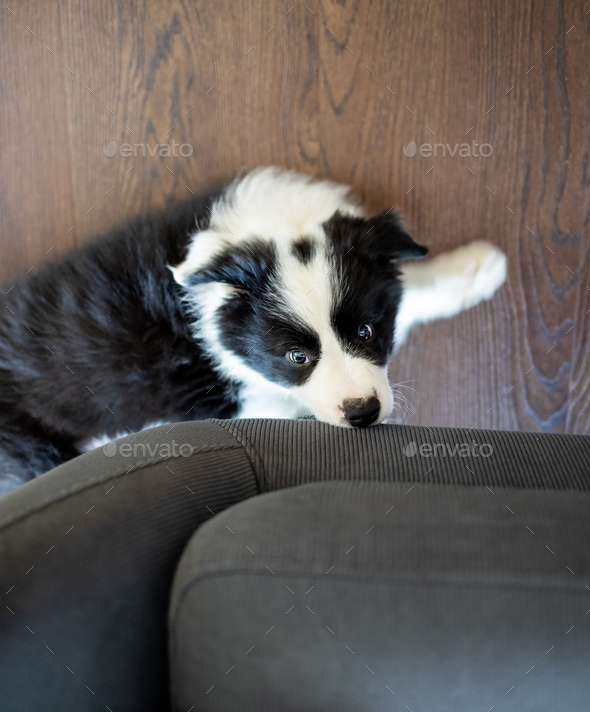 Puppy dog biting his toys and playing Border Collie Stock Photo by  leszekglasner