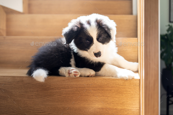 Puppy dog on stairs thinking how to go down Border Collie