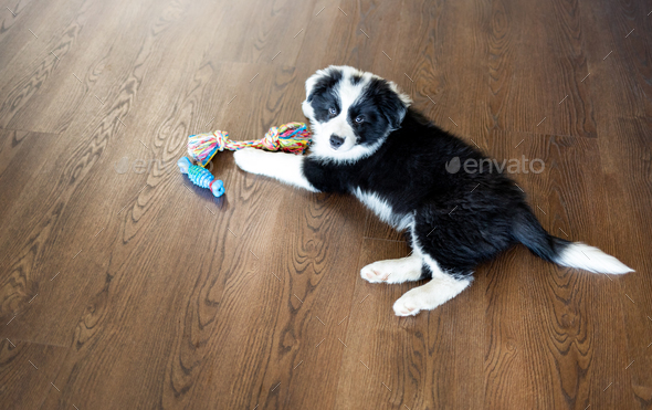 Puppy dog Border Collie at home playing with toys Stock Photo by  leszekglasner