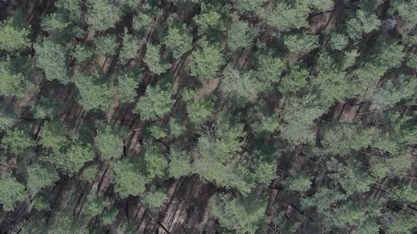 Vertical Video of Pine Forest Aerial View Slow Motion alt