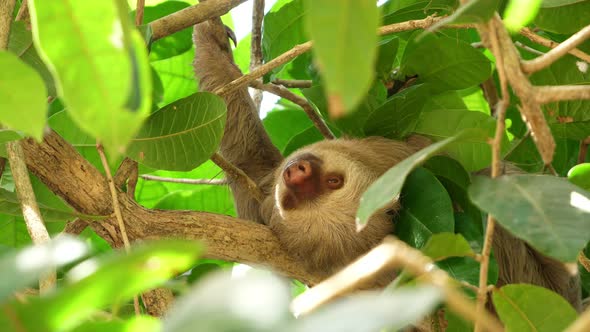 Three-toed Sloth Sleeping on a Branch in the Rainforest