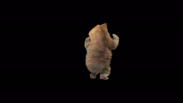 129 Bear Dancing 4K alt