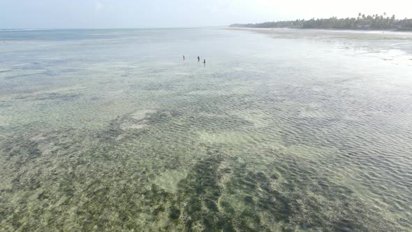 Tanzania  Women in the Coastal Zone at Low Tide in Zanzibar Slow Motion alt