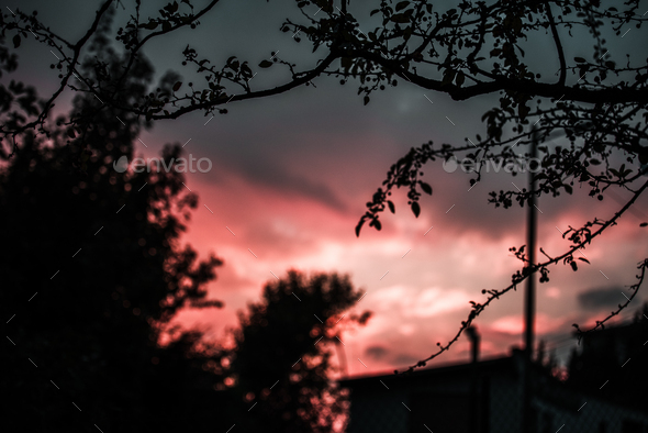 Row of trees against sunset sky