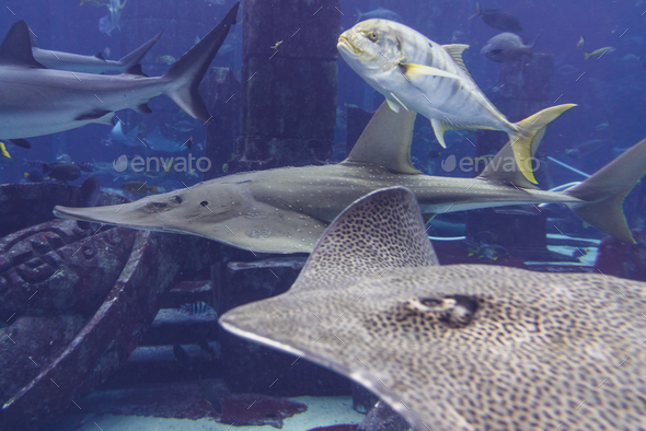 Various fish in large aquarium