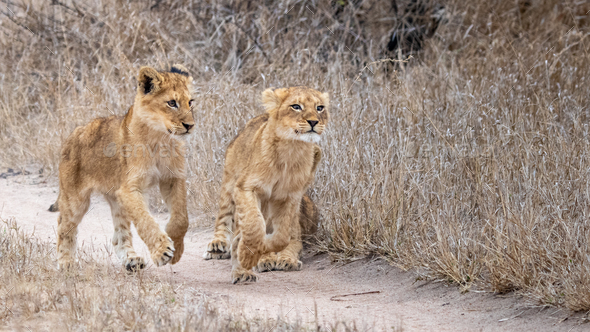 Two lion cubs, Panthera leo, run on a dirt track through dry grass