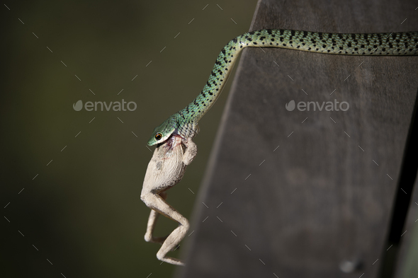 A spotted bush snake, Philothamnus semivariegatus, eats a frog. - Stock Photo - Images