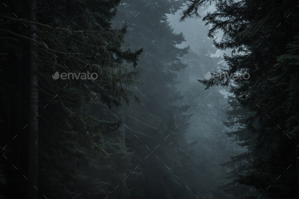 Dark Dramatic Redwood Woodland Landscape - Stock Photo - Images
