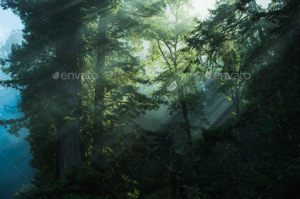 Redwood National Forest Scenery - Stock Photo - Images