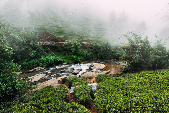 Green tea plantations in the mountains. Couple in love travels to Sri ...