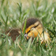 Baby Duck Sleeping In Grass - VideoHive Item for Sale
