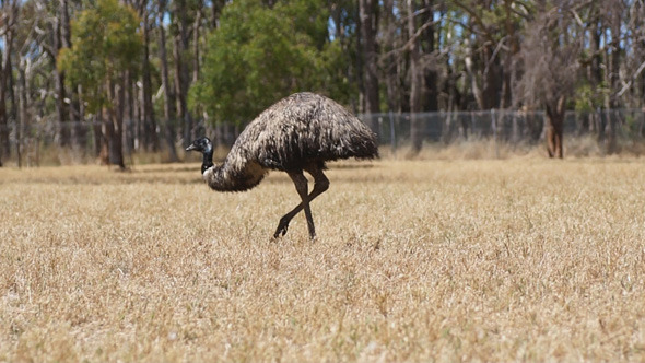 Ostrich