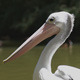 Pelican - VideoHive Item for Sale