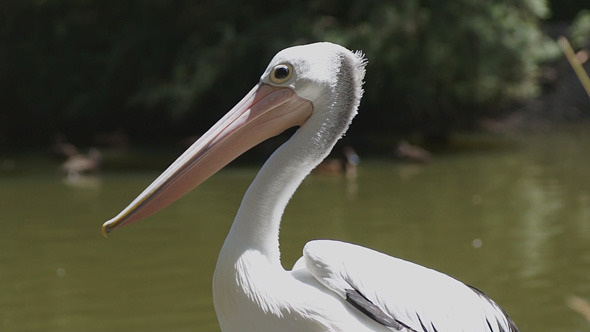 Pelican