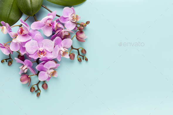 Pink spa orchid theme objects on pastel background. Stock Photo by  GitaKulinica