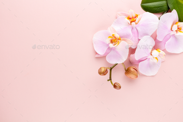 Pink spa orchid theme objects on pastel background. Stock Photo by  GitaKulinica