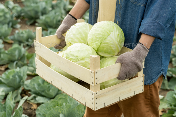 Carring Ripe Cabbages Into Box - Stock Photo - Images