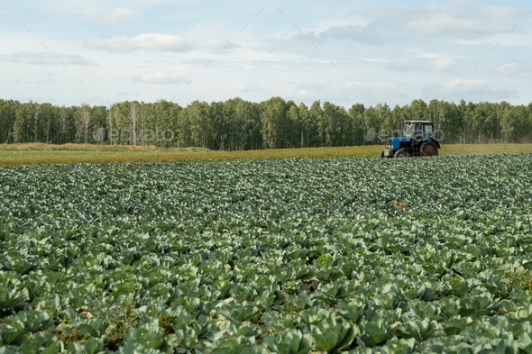 Cabbage Plantation With Tractor - Stock Photo - Images