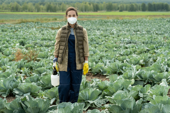 Cabbage Grower With Sprayer - Stock Photo - Images
