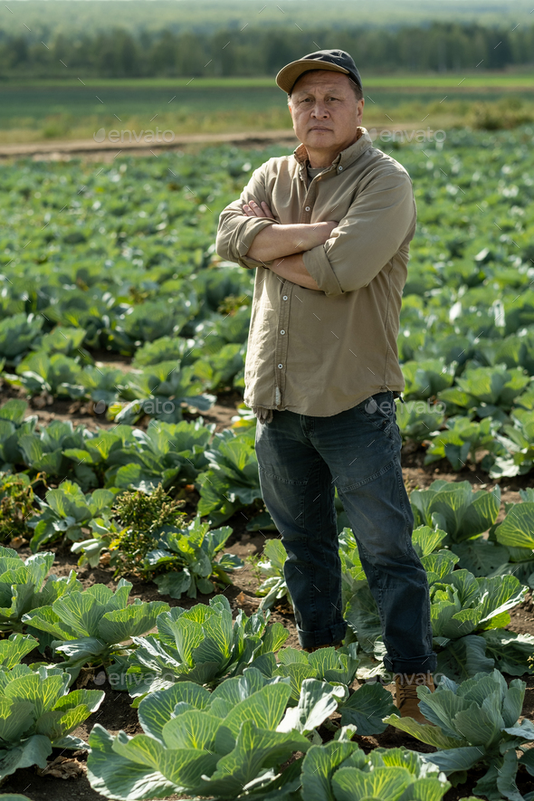Confident Asian Farmer On Cabbage Field - Stock Photo - Images