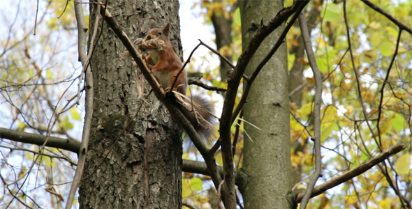Squirrel Collects the Tree Bark for its Hollow