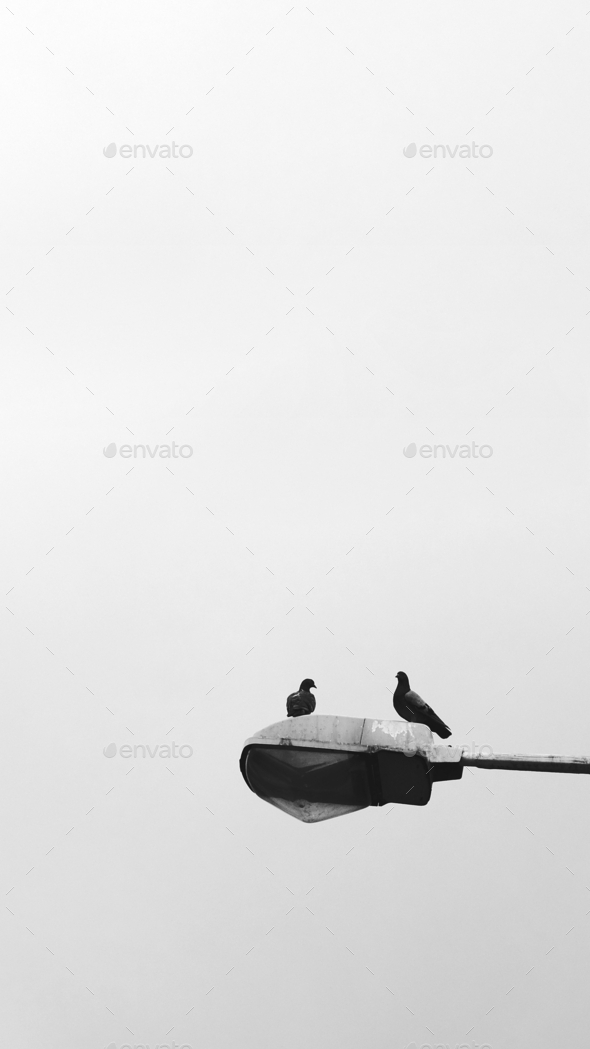 Birds sitting on a lamp post mobile wallpaper