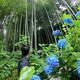 Man walking in rainforest near blue hydrangea flowers - PhotoDune Item for Sale