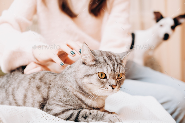 woman stroking tenderly her tabby cat while small dog looking at them. crop view.