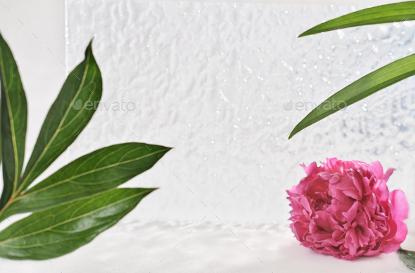 product placement scene for cosmetic or self care commercials. peony flower,