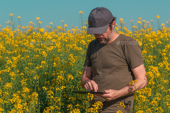 Male farmer using tablet in rapeseed field for digital tax record keeping