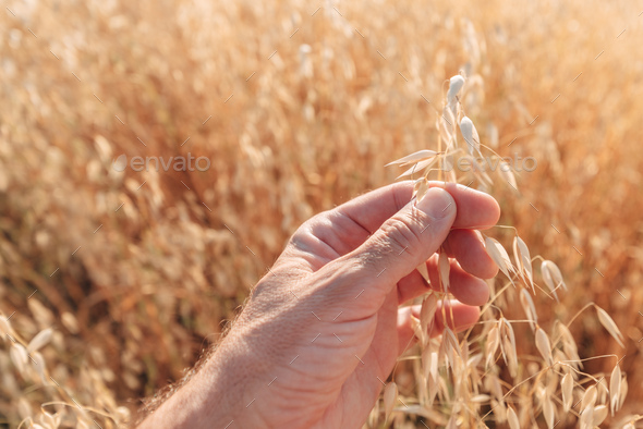 Farmer checking oats crops in field, close up of hand - Stock Photo - Images