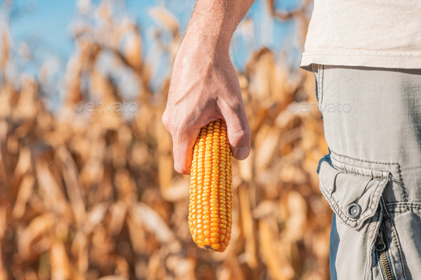 Farmer holding harvested ear of corn in field - Stock Photo - Images