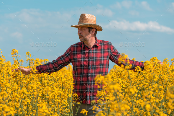 Farmer agronomist walking through blooming rapeseed crops field and looking over plantation - Stock Photo - Images