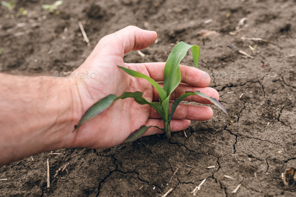 Farmer checking up on corn plant sprout, responsible and dedicated crop management - Stock Photo - Images