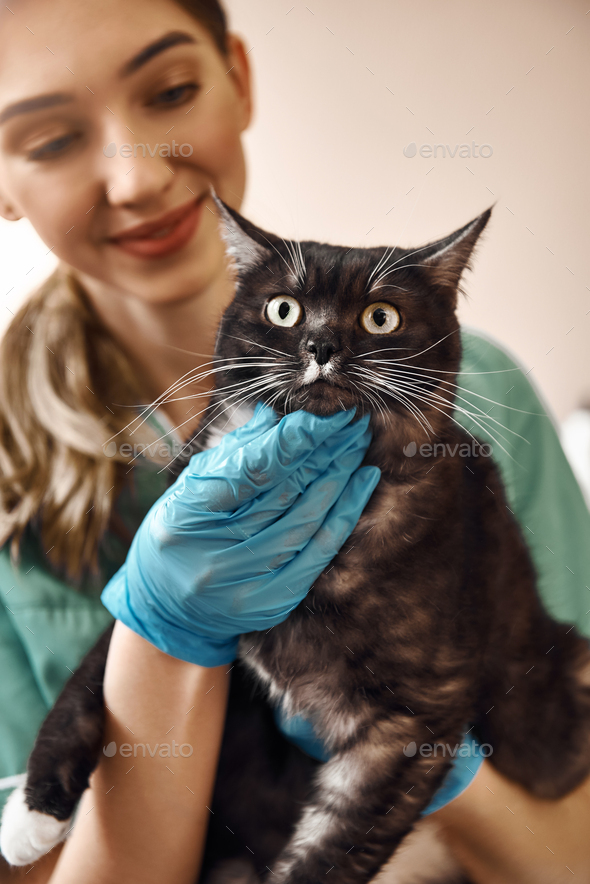 Scared eyes. A woman vet in work uniform and protective gloves is holding a big black and fluffy cat