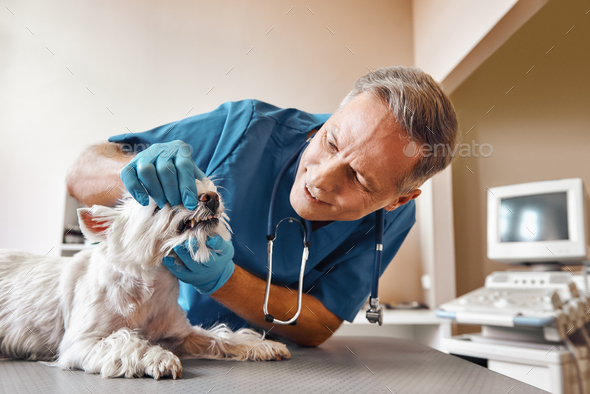 I won\'t hurt you. Kind veterinar checking teeth of a small dog lying on the table in veterinary