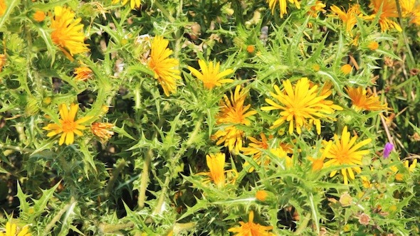 Background with Thornes and Yellow Flowers