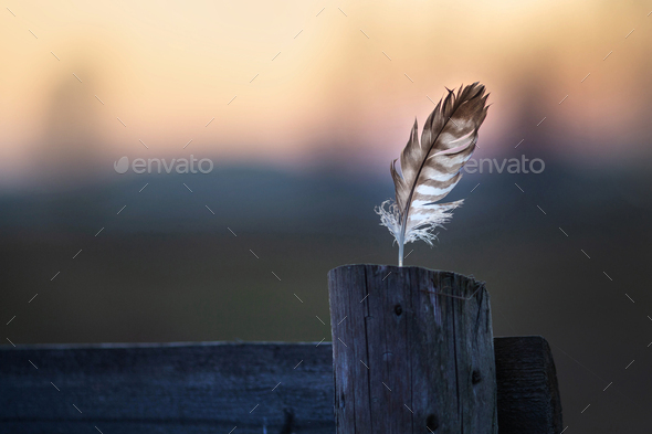 Feather - Stock Photo - Images
