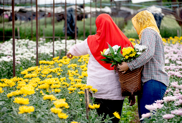 The back of two Muslim worker girls are collecting the flowers in garden during day time