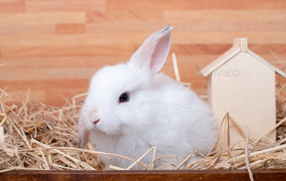 White little bunny rabbit stay on straw in wood box near wooden house with brown background.