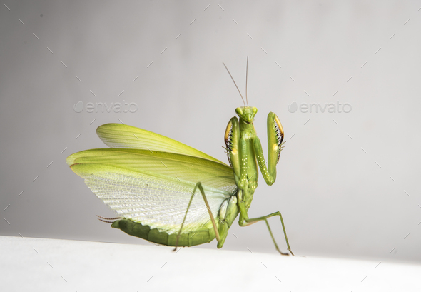 Praying Mantis Insect In Action Stock Photo By Crshelare PhotoDune   DSC 1643 