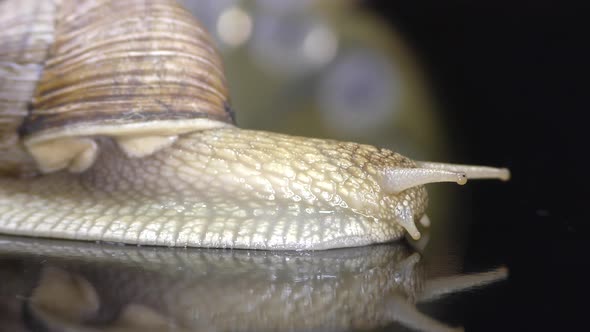 A snail is a mollusc with a single spiral shell.
