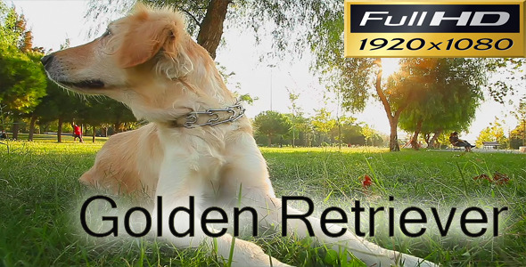 Golden Retriever Full HD alt