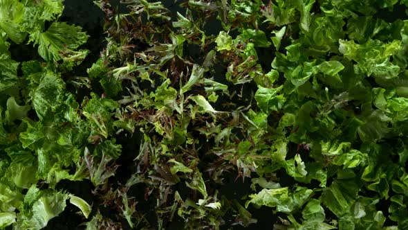 Super Slow Motion Shot of Exploding Variation of Green Salad at 1000Fps. alt