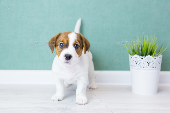 A puppy Jack Russell Terrier standing and looking at camera against the background of a green wall. - Stock Photo - Images