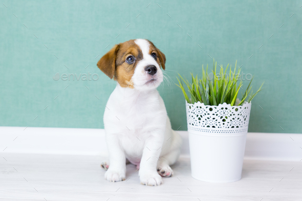 Portrait of a cute jack russell terrier puppy sitting next to an artificial plant in a pot. - Stock Photo - Images