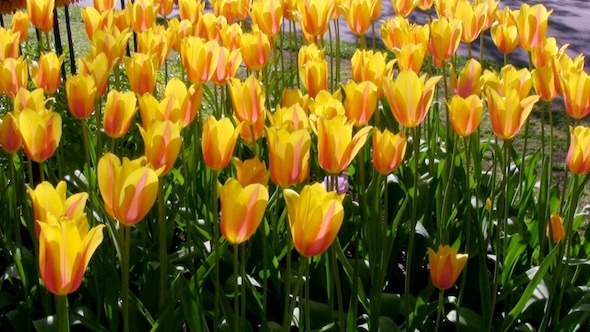 Tulip Flowers in Keukenhof Garden, Holland